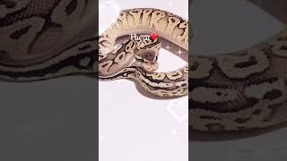 Platinum Exotic Reptiles on #morphmarket #morphmarketmember #showmereptileandexoticsshow #snake