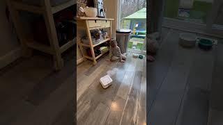 Roomba Henry tests out his Braava Jet on milk and orange juice