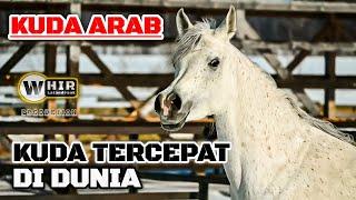 Kuda Arab... Salah Satu Kuda Tercepat Di Dunia (Whir Latandrank)