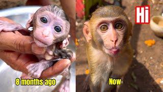 What is life like for baby monkey BiBi after 240 days living with his Dad on the farm?