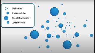 Extracellular Vesicles (Purification and Applications)