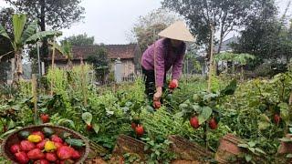 Harvest bell peppers to cook delicious dishes, grow peanuts