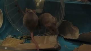 Mice on a wheel