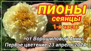 Цветение сеянцев пионов Ворошиловой А.Б. в 2024 году. Часть 1/ Сад Ворошиловой