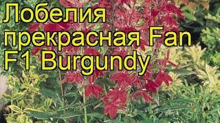 Лобелия прекрасная Fan F1 Burgundy. Краткий обзор, описание характеристик, где купить саженцы