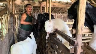 Mengawinkan Kambing | Ciri-ciri Kambing Birahi | Cara Mengawinkan Kambing | Perkawinan Kambing PE