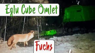 Hühnerstall Eglu Cube Omlet bei Hubertus