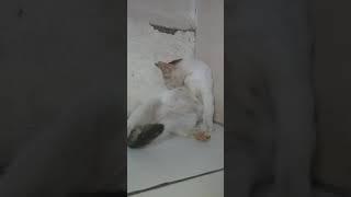 KUCING SEDANG CARI KUTU