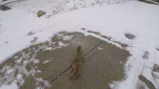 Squirrel Freezing to Death