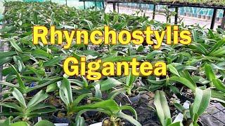 Rhynchostylis Gigantea Orchids growth and care tips | pots and petals