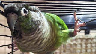 7 hours of conure parakeet sounds for relaxation