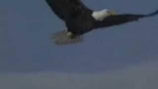 Fly Like An Eagle Steve Miller Band