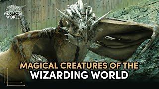 Magical Creatures of The Wizarding World | Discover Harry Potter Ep.9