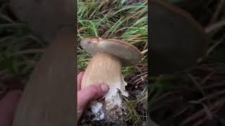 Porcini boletus edulis