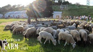 [4K JAPAN WALK] Hanabi and Animal Touching in Mother Farm | 母親牧場看花火大會和小動物ASMR