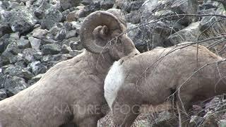 Bighorn Sheep Ram Breeding A Ewe