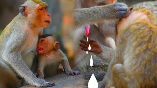Cute A Little Monkey Cry Sound Need Milk. Comedy Monkey | Monkeying Wild
