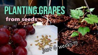 Growing Grapes from Seeds
