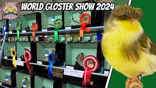 World Gloster Canary Show - IGBA 2024