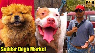 Saddar Dogs Market 2-6-2024 Karachi | German Shepherd Dog | Pitbull Dogs | Husky and Chow Chow Dogs