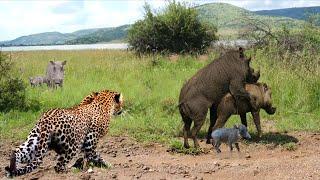 The Harsh Life Of Wild Animals! Will The Wild Boar Warrior Survive Leopard's Pursuit?