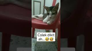 Gangguin Kucing Tidur