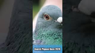 Gueret Pigeon Race 2020 #shorts #pigeonracing #飛翔 #賽鴿