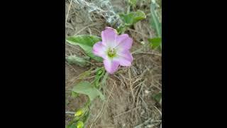 Wild and steppe flowers.  Beauty from God.Please subscribe #usa #america #amerika #channel