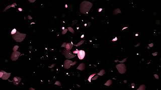 Falling Rose Petals Background Video Animation |  Motion Background Loop | No Copyright