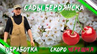 САДЫ БЕРДЯНСКА#ЧЕРЕШНЕВЫЕ САДЫ#ОБРАБОТКА ФУНГИЦИДОМ КОСАЙД 2000#ВОЙНИКОВ & КОМПАНИЯ#АПРЕЛЬ#