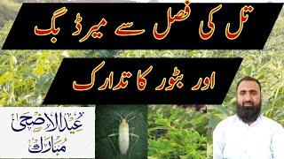 How to control Mirid Bug and Phyllody Disease in Sesame || Bilal Kanju Official