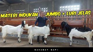 Materi Indukan Kambing Super di Kandang Padepokan Temon Etawa | Kambing Luri Jelas