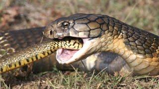 Королевская кобра – главный охотник на змей! Длинная и ядовитая хозяйка леса!