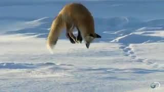 Лиса охотится на мышь из под снега