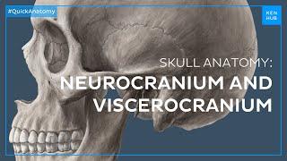 Head regions: Neurocranium and viscerocranium - Quick Anatomy | Kenhub