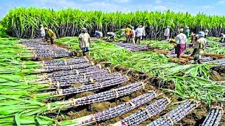 Growing and Harvesting Billions Tons of Sugarcane to make Sugar - Sugar Processing Line in Factory