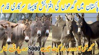 Donkey Farming| First donkey farm in Pakistan|Price of Donkey Milk From Rs5000 to Rs8000 per litre|