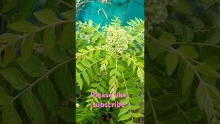 Karuvepillai chutney#uses#terrace garden#trending#viral video#subscribe