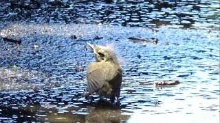 水路に落ちてしまったヒナ鳥はこうなる