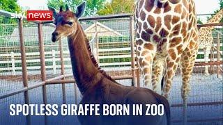 Tennessee: Rare spotless giraffe born at Brights Zoo