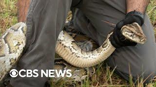 Efforts underway to hunt invasive Burmese pythons in Florida