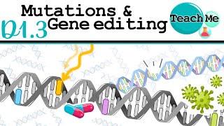 (D1.3) - Mutations & Gene Editing - IB Biology (SL/HL)