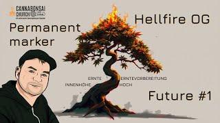  Hellfire OG & Permanent Marker Ernte + Future #1 Vorbereitung – Der Traum vom Maximalertrag! 