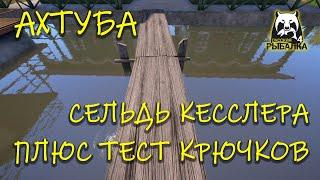 Русская рыбалка 4. рр4. Ахтуба. Сельдь Кесслера.