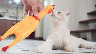 Kinkin and her two kittens were frightened by the screaming chicken.#kitten #子猫 #cutecat