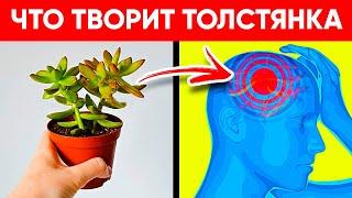 ВОТ ЧТО ТВОРИТ ТОЛСТЯНКА! (Крассула Реальная Польза и Вред Денежного Дерева)