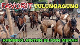 TULUNGAGUNG MEMANG JUARANYA KAMBING JANTAN BLIGON MERAH