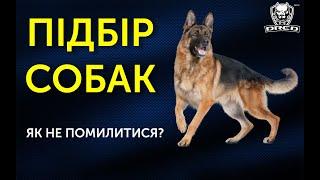 Як правильно підібрати якісну Вівчарку | Поради і приклади з життя