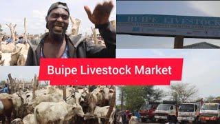 Livestock Farmer: Mondays At Buipe Cattle Market