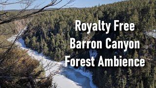 Barron Canyon Forest Ambience || Royalty Free Sound Library